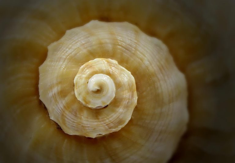 Gartley pattern: close-up of a seashell spiral, a natural Fibonacci-style curve