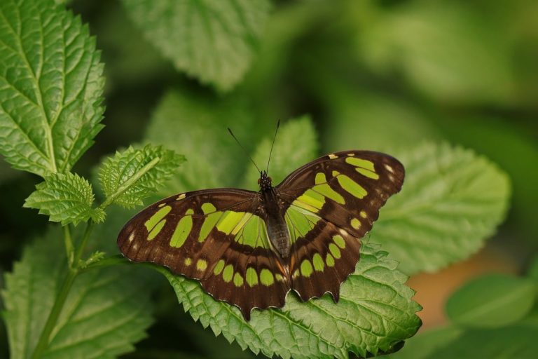 Broken wing butterfly: a malachite butterfly with spread wings resting on a green leaf
