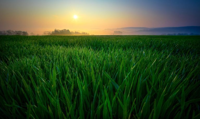 Aroon indicator: the sun rising over a misty green field at dawn