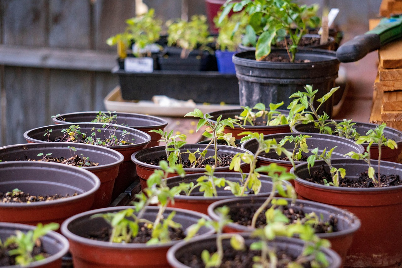 Bonus issue of shares: rows of young seedlings growing in red plant pots