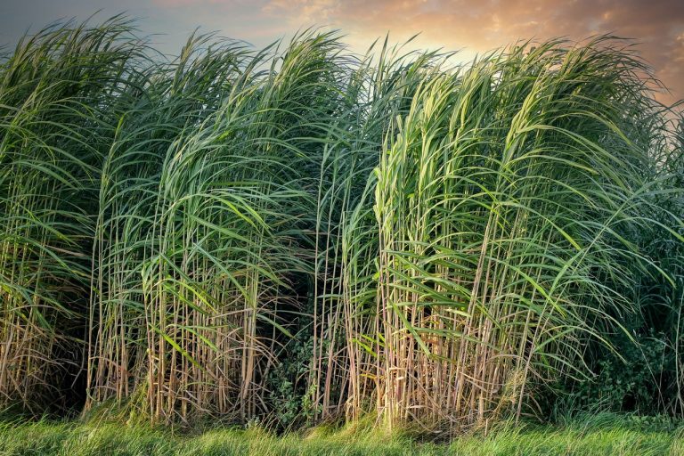 DCM Shriram Q2 results: tall green sugarcane crop swaying in a field at sunset