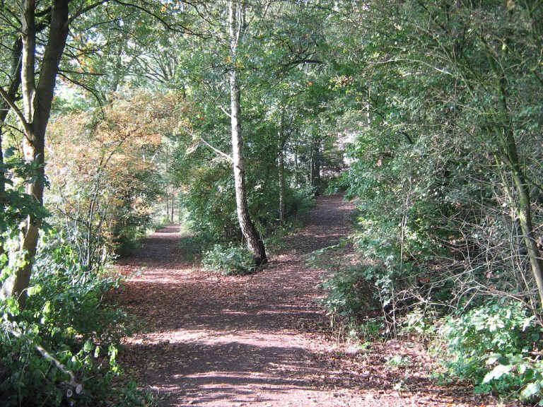 Direct vs regular mutual fund choice shown as a woodland path that forks into two trails