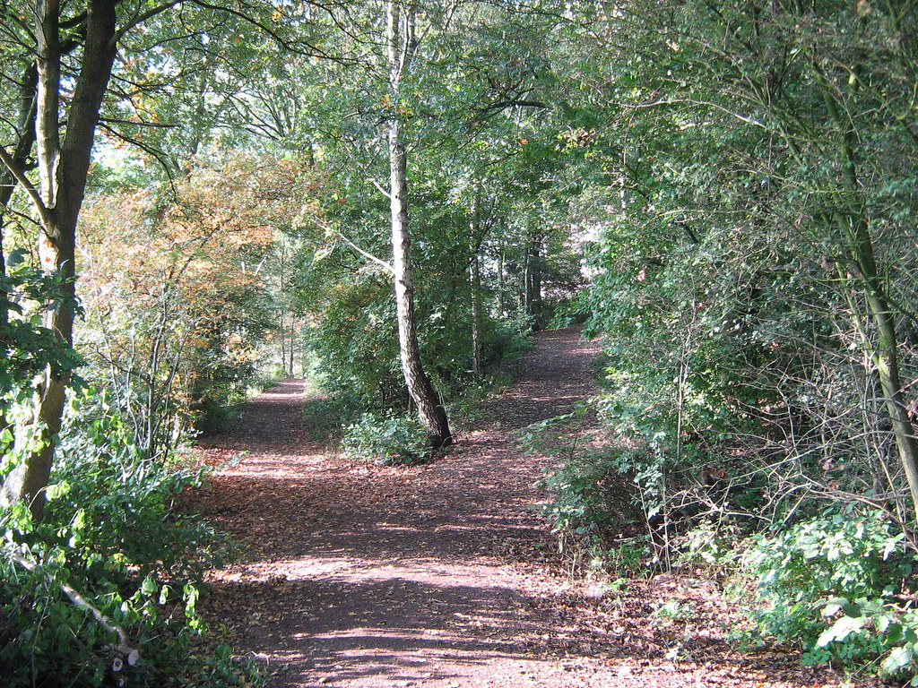 Direct vs regular mutual fund choice shown as a woodland path that forks into two trails
