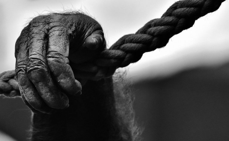 Disposition effect concept: a close-up black and white photo of a gorilla hand gripping a thick rope tightly