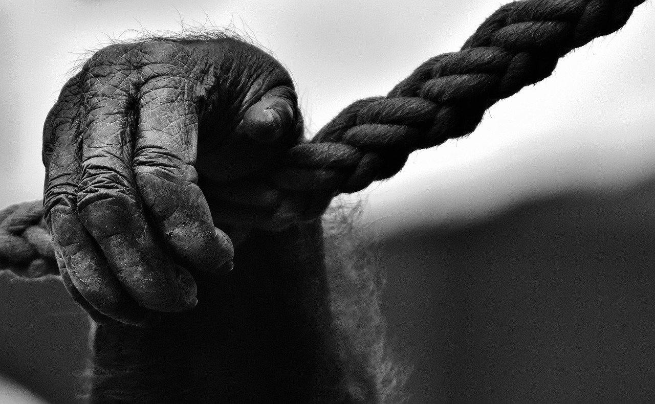 Disposition effect concept: a close-up black and white photo of a gorilla hand gripping a thick rope tightly