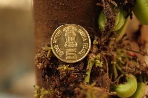 Dividend yield fund: an Indian five-rupee coin resting on a tree trunk