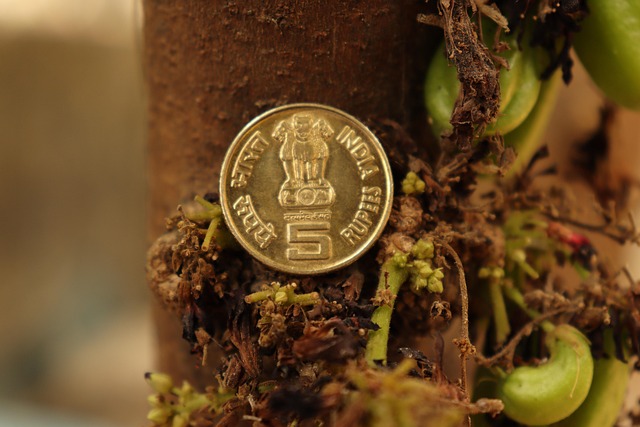 Dividend yield fund: an Indian five-rupee coin resting on a tree trunk
