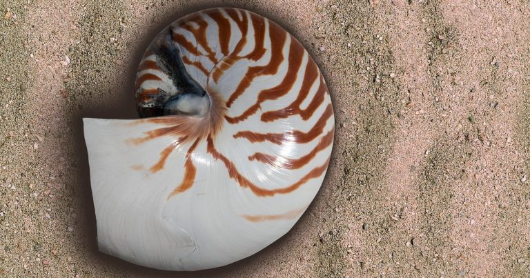 Fibonacci retracement nifty - nautilus shell spiral