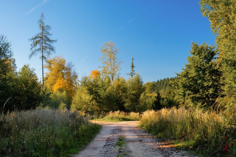 Harami cross pattern concept: a forest dirt road splitting into two paths under a clear blue sky