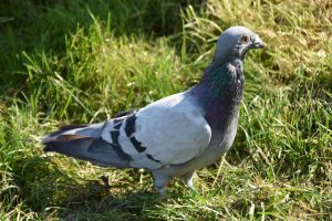 Homing pigeon candlestick pattern: a grey homing pigeon standing on green grass
