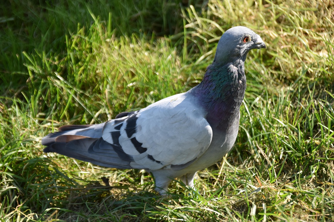 Homing pigeon candlestick pattern: a grey homing pigeon standing on green grass
