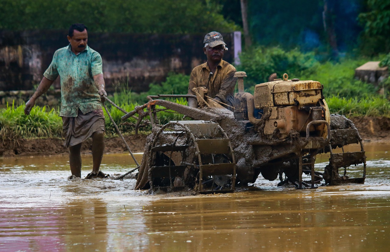 Rallis India Q2 results: farmers in Kerala puddling a flooded paddy field with a power tiller during the kharif season