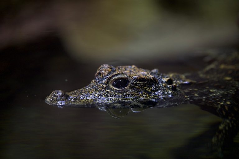 Williams Alligator indicator: a young crocodilian lying still in dark water with only its eyes and snout above the surface