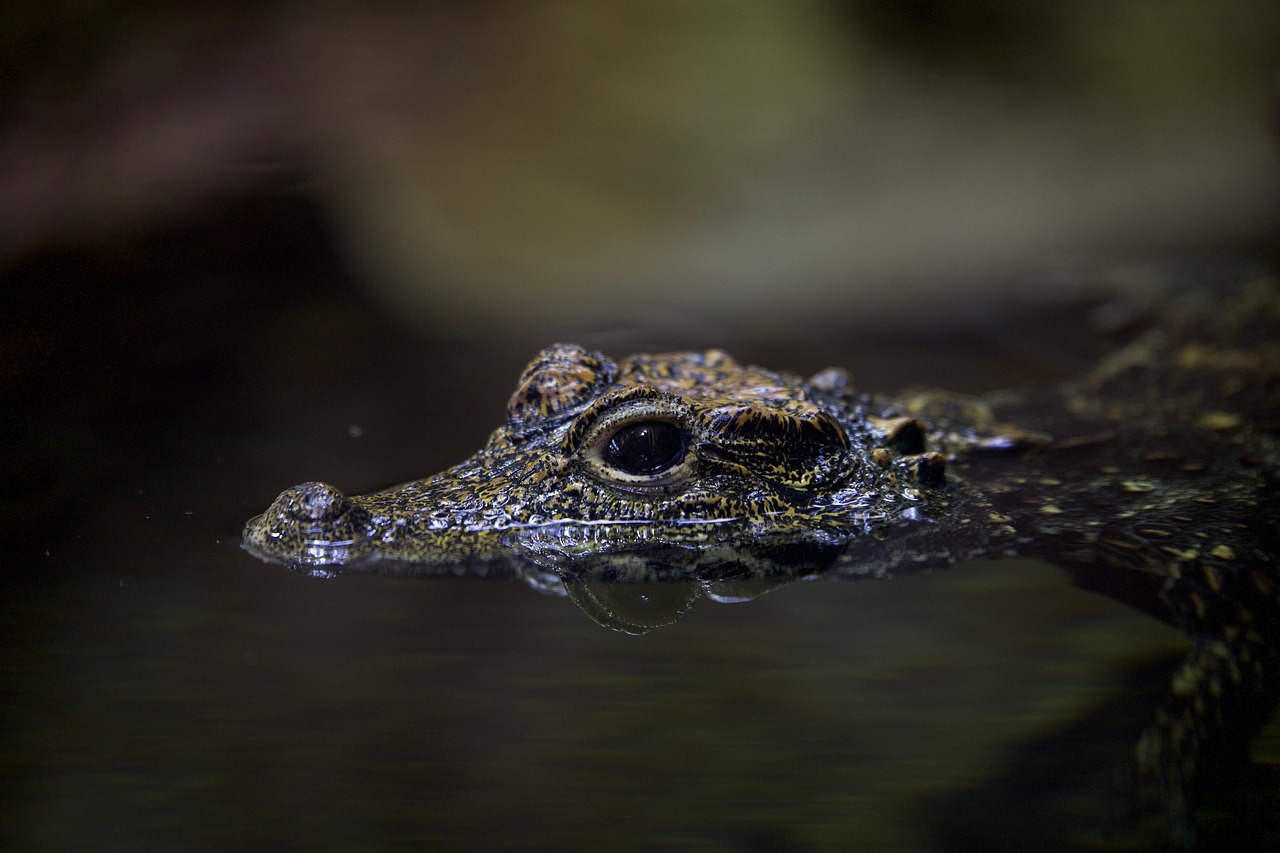 Williams Alligator indicator: a young crocodilian lying still in dark water with only its eyes and snout above the surface