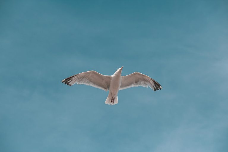 Seagull option strategy idea: a seagull gliding with both wings spread against a blue sky