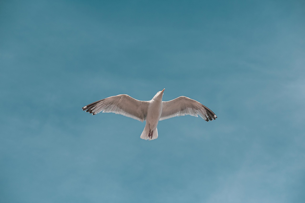 Seagull option strategy idea: a seagull gliding with both wings spread against a blue sky