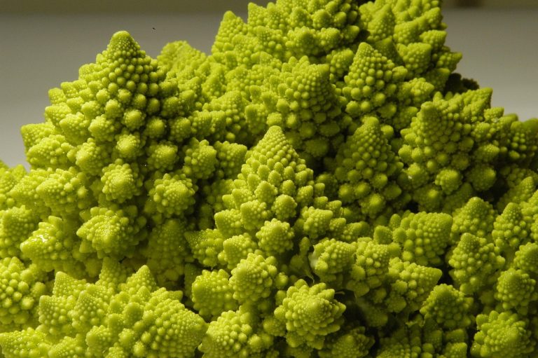 Williams fractal indicator concept: Romanesco broccoli with repeating spiral peaks, a natural fractal pattern