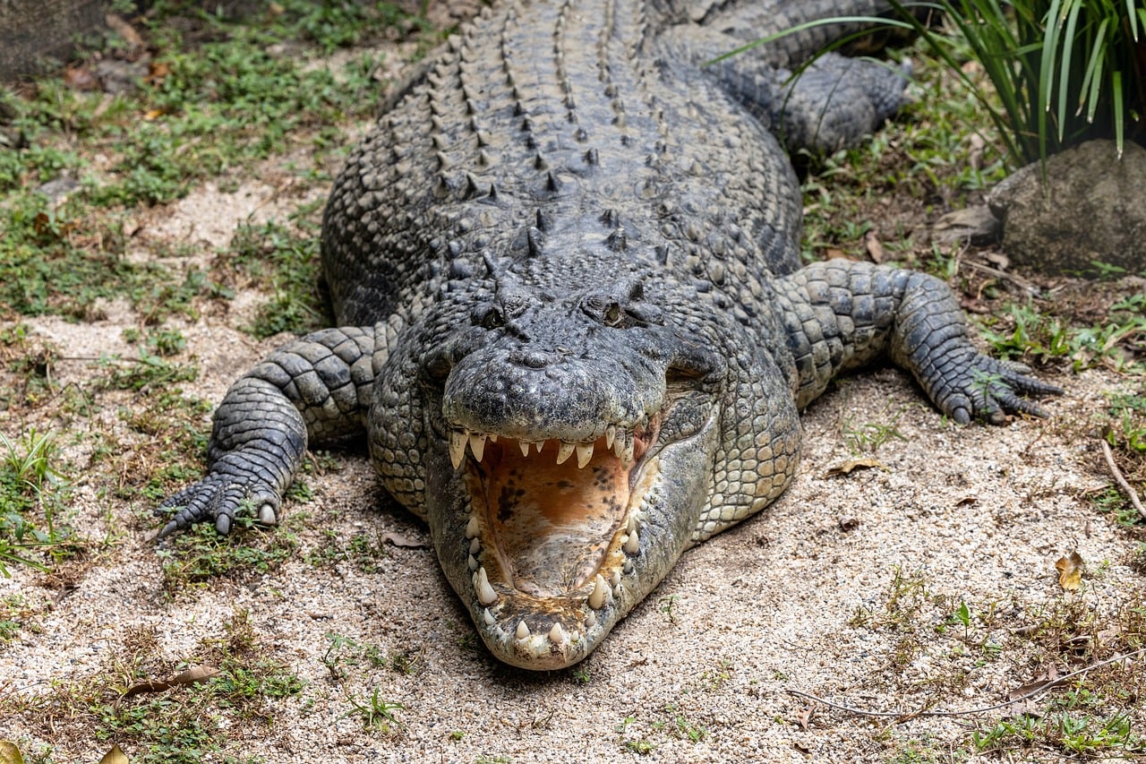Gator oscillator concept: a crocodile with its jaws wide open, like the Alligator indicator's mouth
