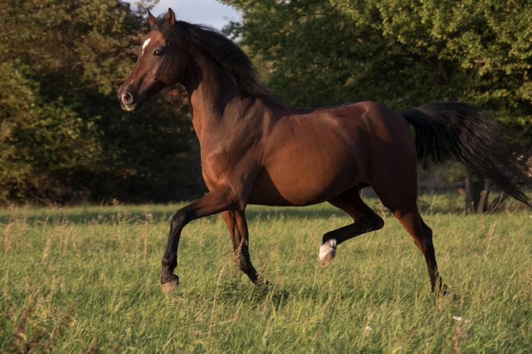 Relative vigor index theme: bay horse galloping across a green meadow in evening light
