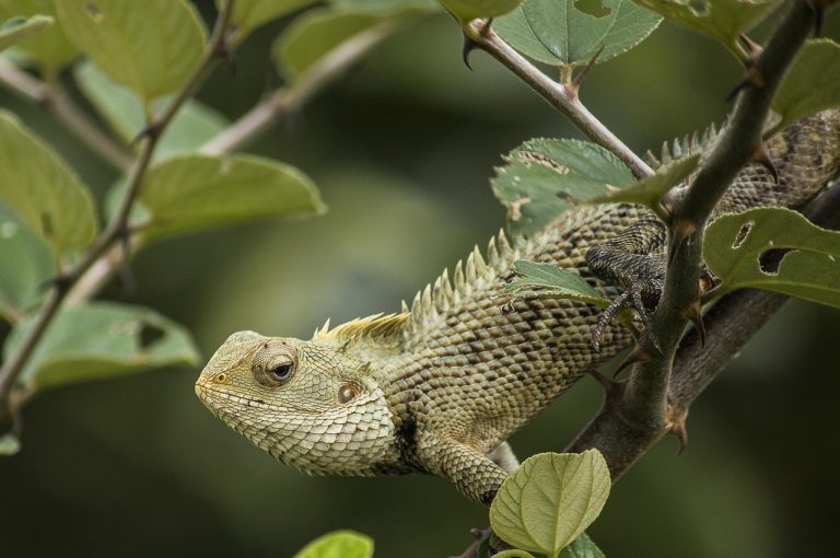 Jade lizard options strategy: an oriental garden lizard resting on a green leafy branch
