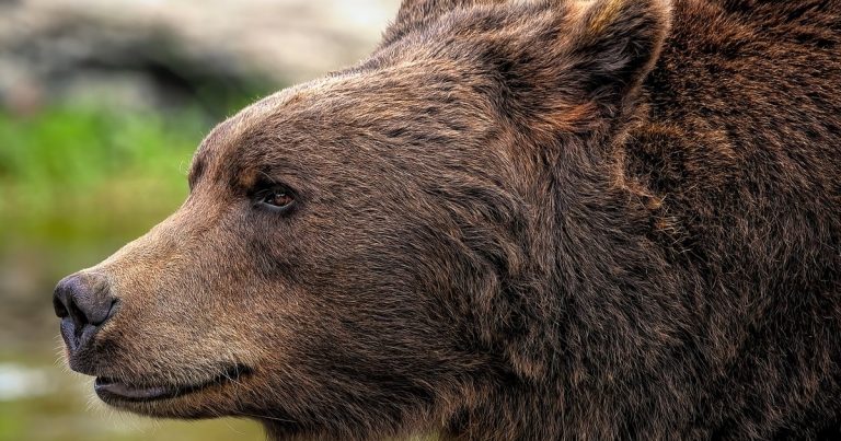 Long bear candle nifty - brown bear
