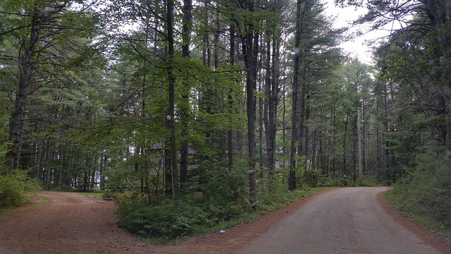 Long strangle strategy: a forest road splitting into two paths, one to the left and one to the right