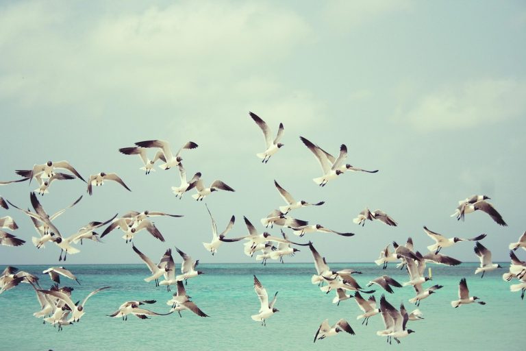 McClellan oscillator: a flock of seagulls flying together over the sea, like broad market participation