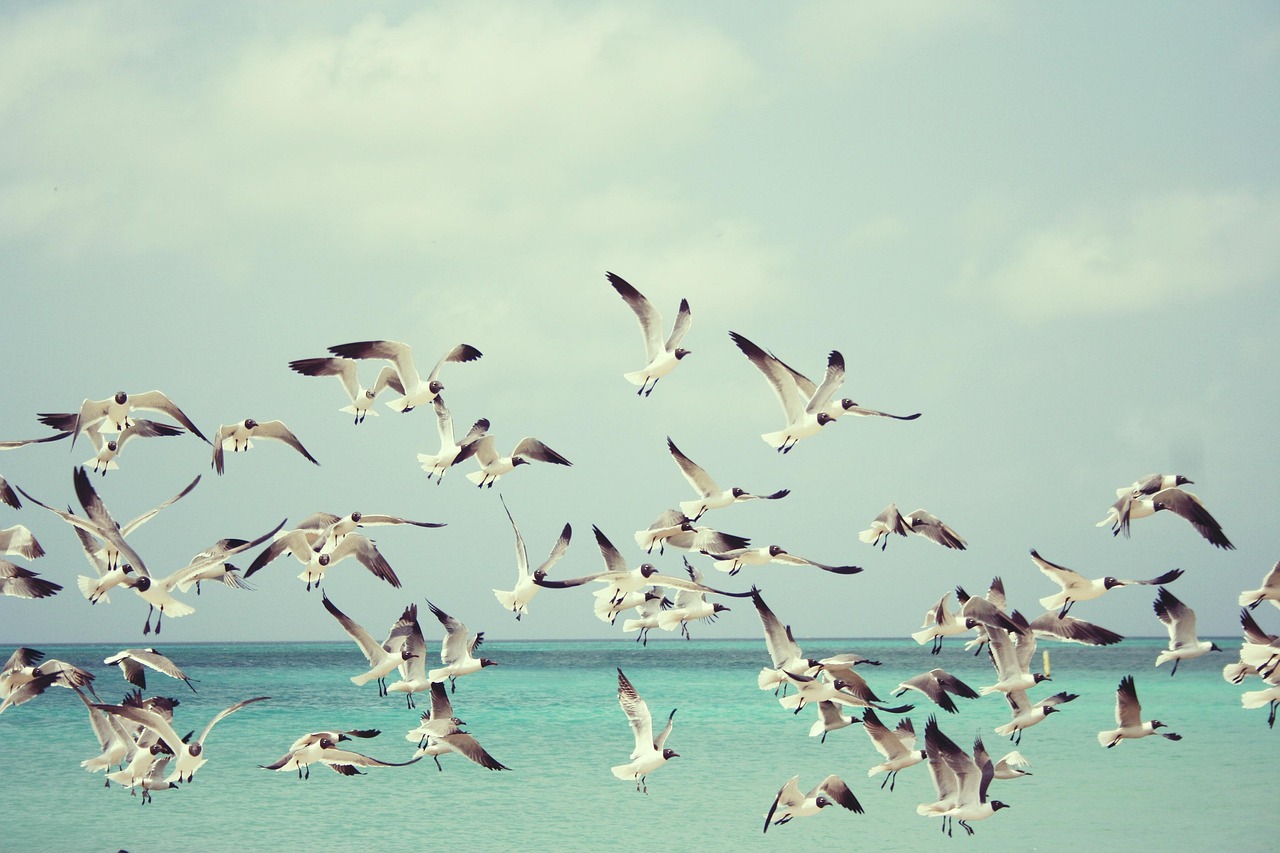 McClellan oscillator: a flock of seagulls flying together over the sea, like broad market participation