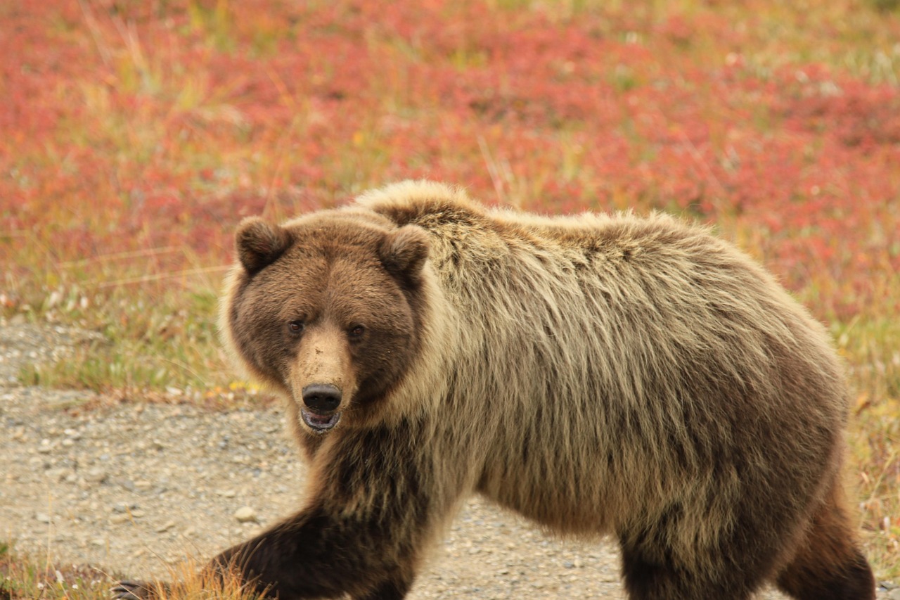 Short selling in India concept: a grizzly bear walking across a gravel track with autumn red shrubs behind it