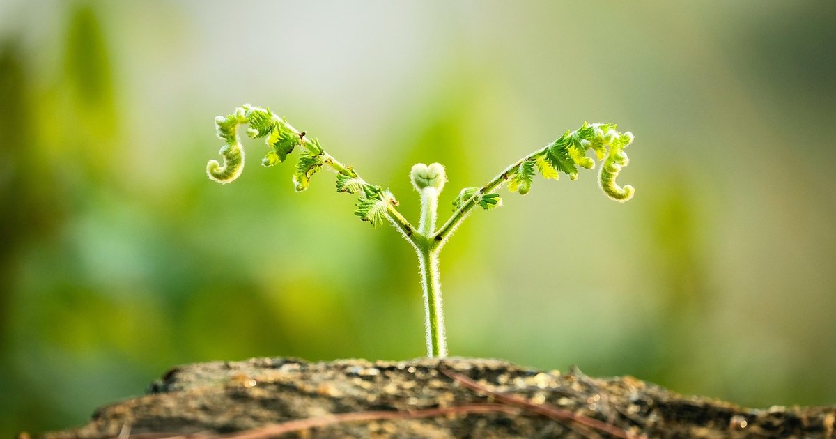 Smallcap stocks rise today - seedling plant soil
