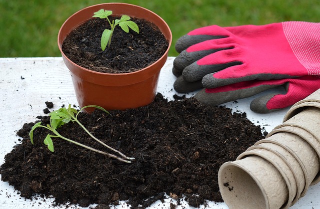 SME IPO migration to main board idea: a tomato seedling moved from loose soil into a bigger terracotta pot, beside gardening gloves