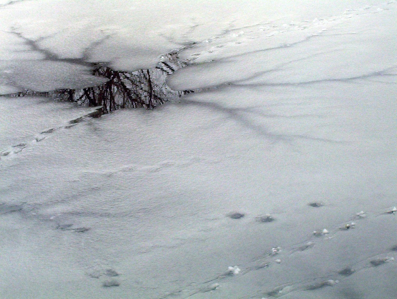 Springate score concept: cracked thin ice on a frozen pond, a warning of hidden financial stress