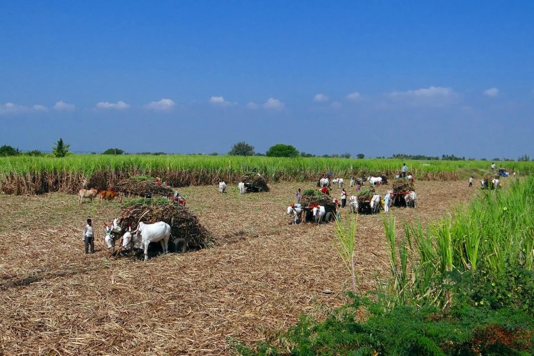 Sugar diversion for ethanol: bullock carts loading harvested sugarcane in a field in Karnataka
