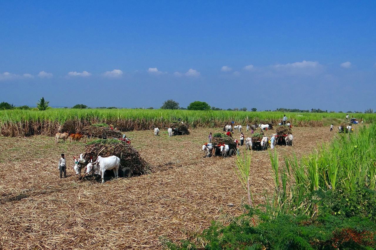 Sugar diversion for ethanol: bullock carts loading harvested sugarcane in a field in Karnataka
