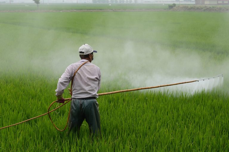 Sumitomo Chemical Q2 results: a farmer spraying crop protection chemicals over a green rice field