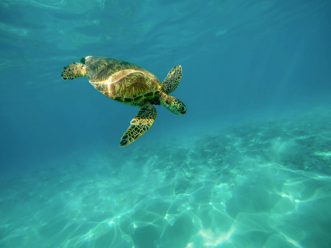 Turtle trading strategy: a green sea turtle swimming through clear blue water