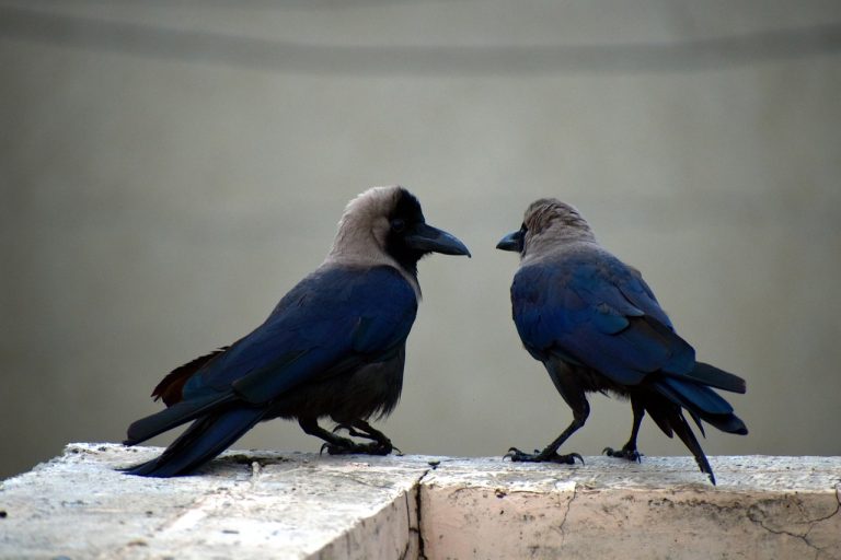 Upside gap two crows idea: two house crows perched on a ledge, like the two black candles that sit above a strong up day